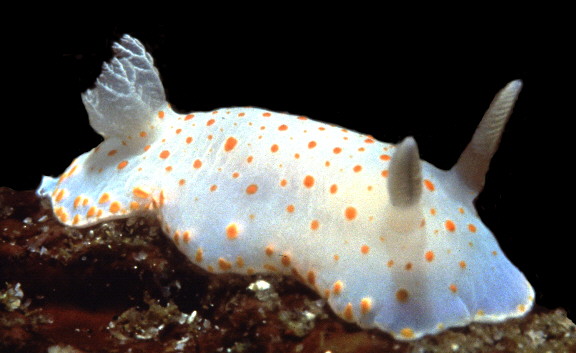 Tyrinna evelinae